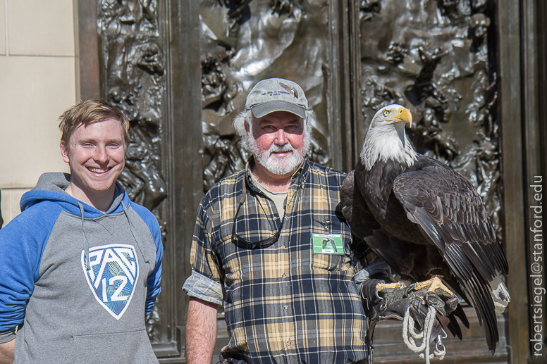 bald eagle